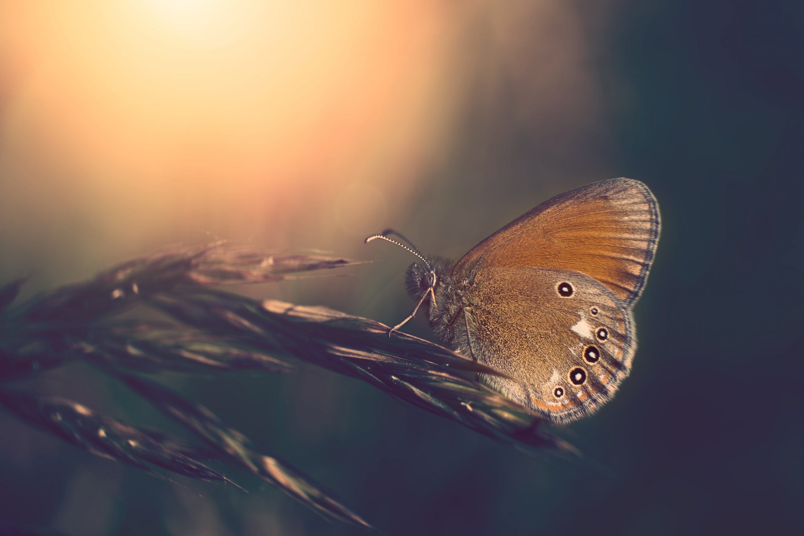 dreamstimemaximum_56697947